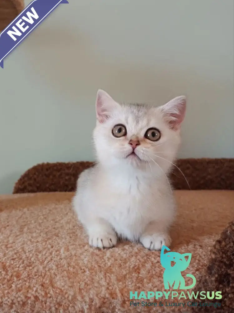 Mickey Munchkin male black silver shaded - live animals