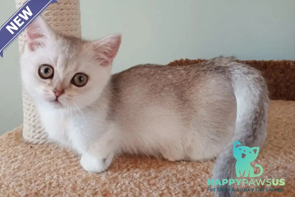 Mickey Munchkin male black silver shaded - live animals