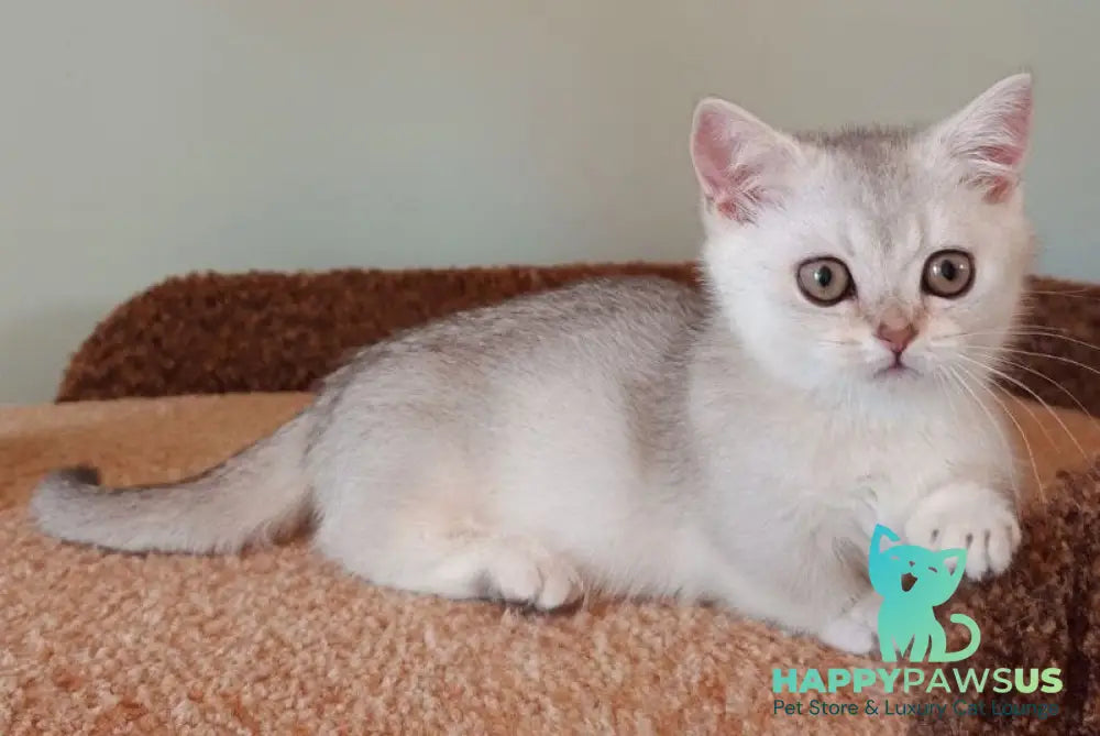 Mickey Munchkin male black silver shaded - live animals