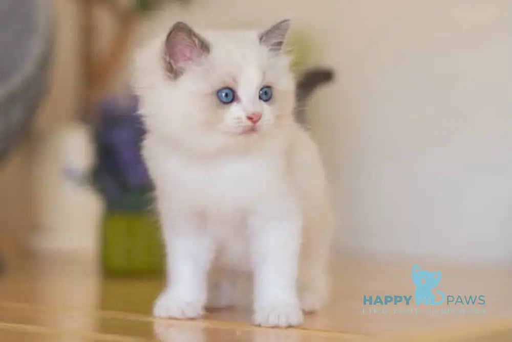 Mickey Ragdoll male blue bicolour live animals