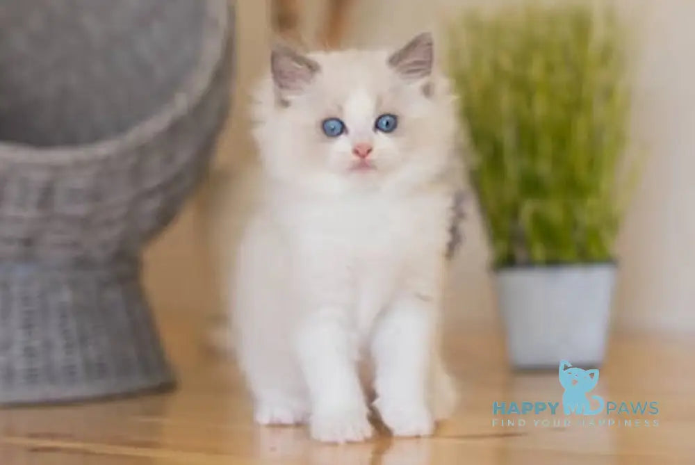 Mickey Ragdoll male blue bicolour live animals