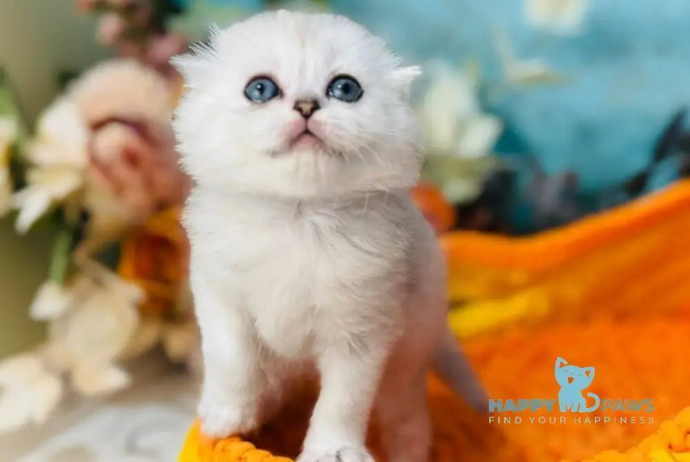 Mickey Scottish Fold male black silver shaded live animals