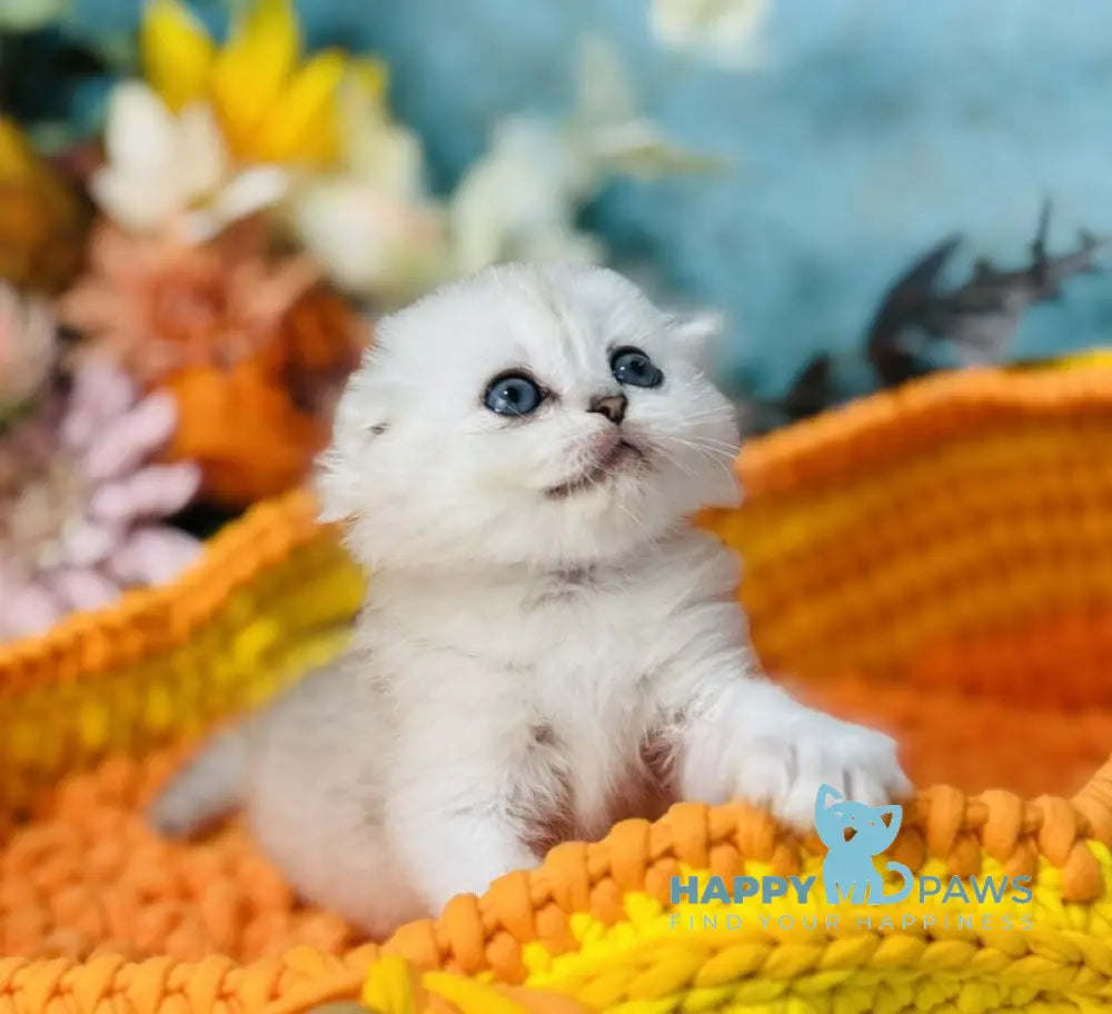 Mickey Scottish Fold male black silver shaded live animals