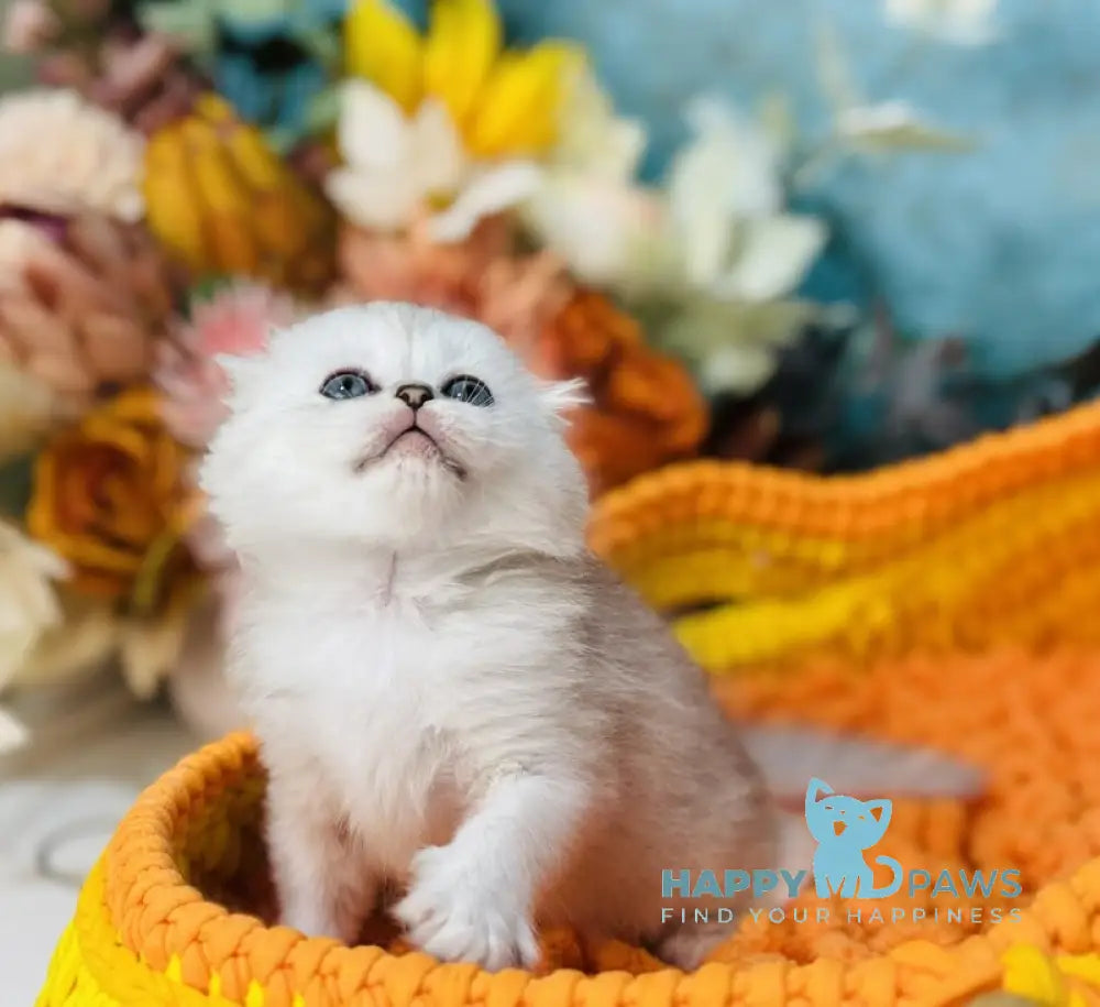 Mickey Scottish Fold male black silver shaded live animals