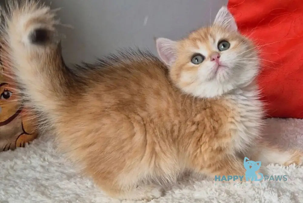 Midas British Shorthair male black golden chinchilla - live animals
