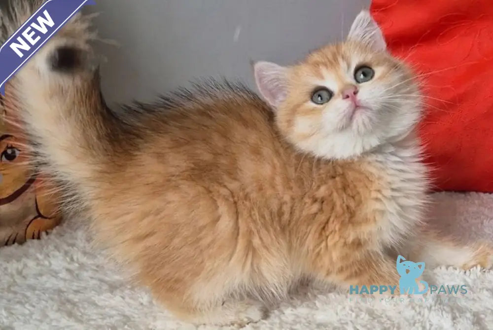 Midas British Shorthair male black golden chinchilla - live animals