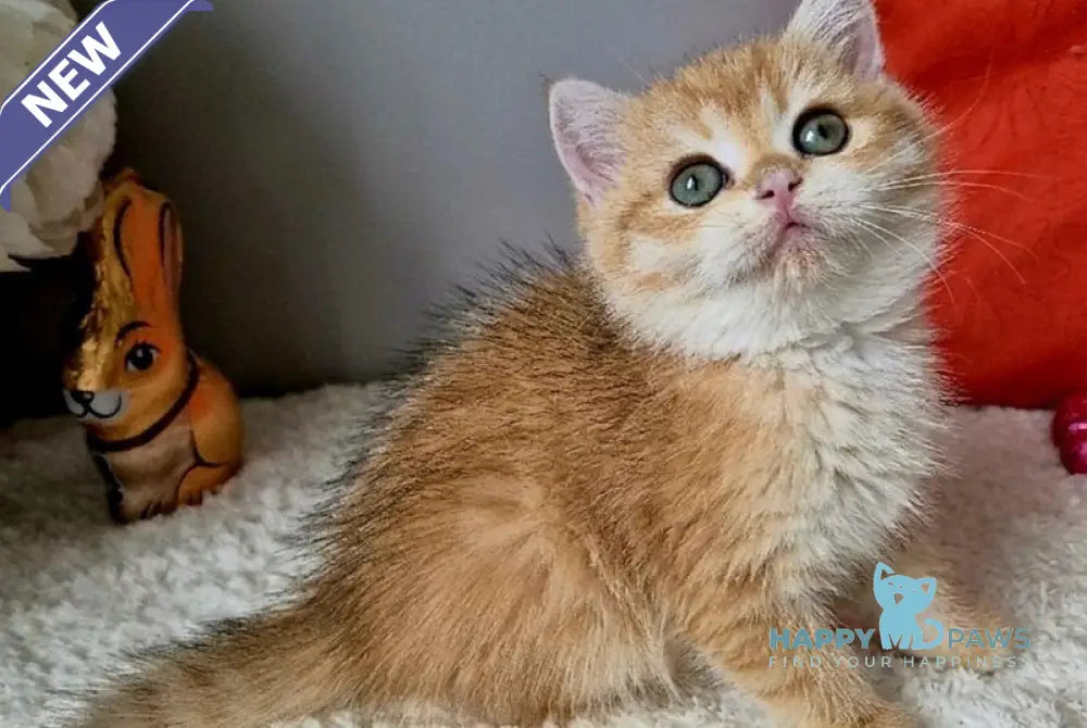 Midas British Shorthair male black golden chinchilla - live animals
