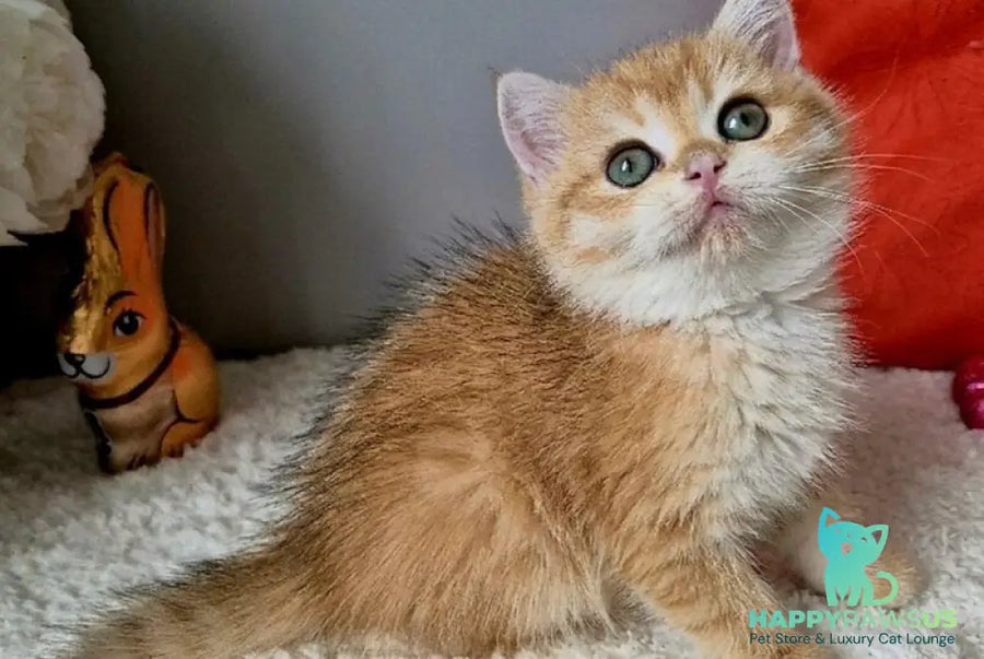 Midas British Shorthair male black golden chinchilla - live animals