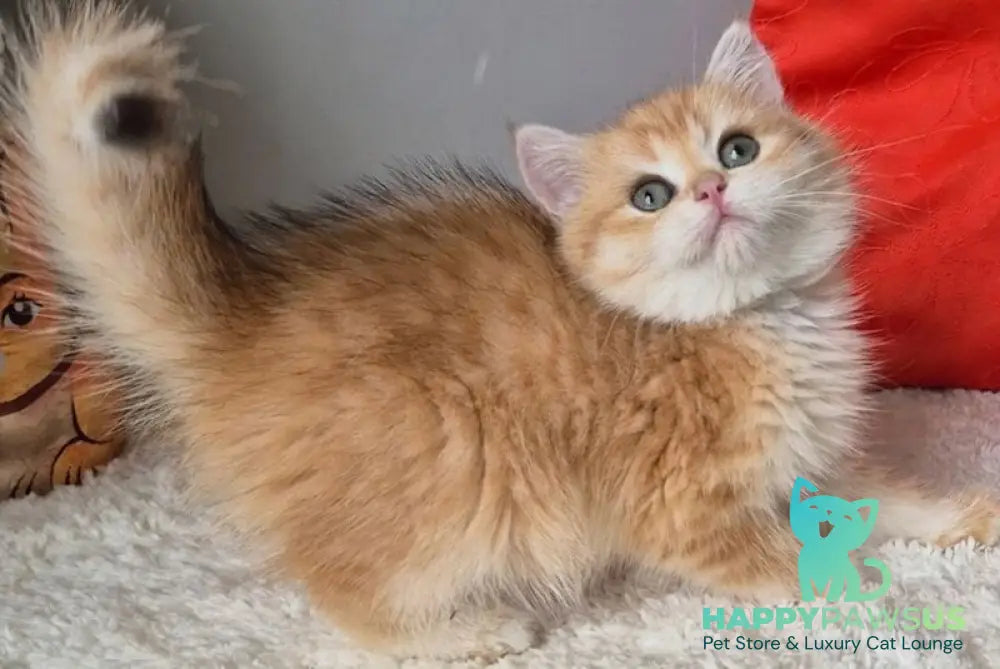 Midas British Shorthair male black golden chinchilla - live animals