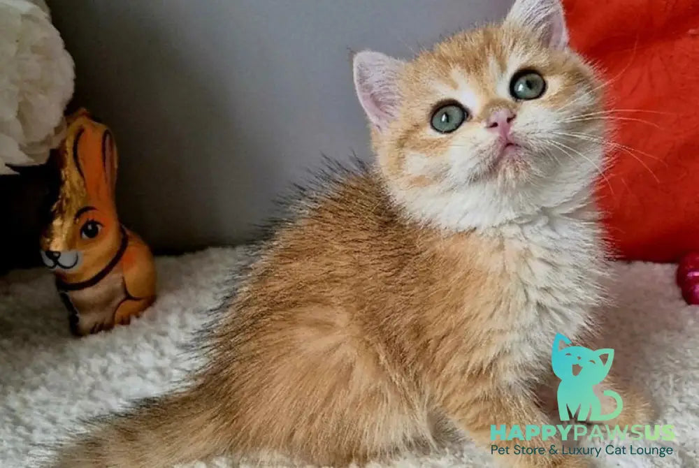 Midas British Shorthair male black golden chinchilla - live animals