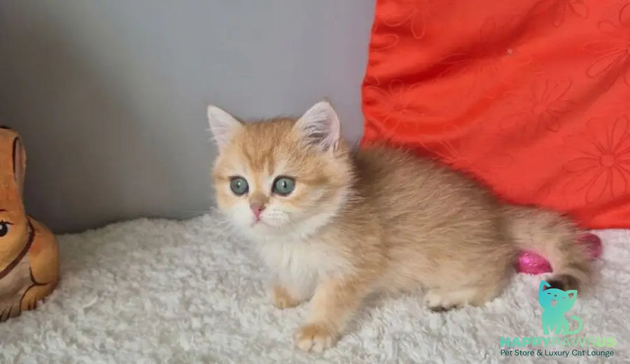 Midas British Shorthair male black golden chinchilla - live animals