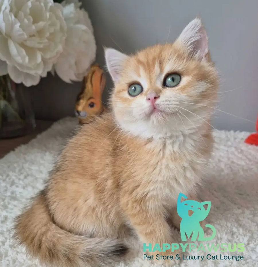 Midas British Shorthair male black golden chinchilla - live animals