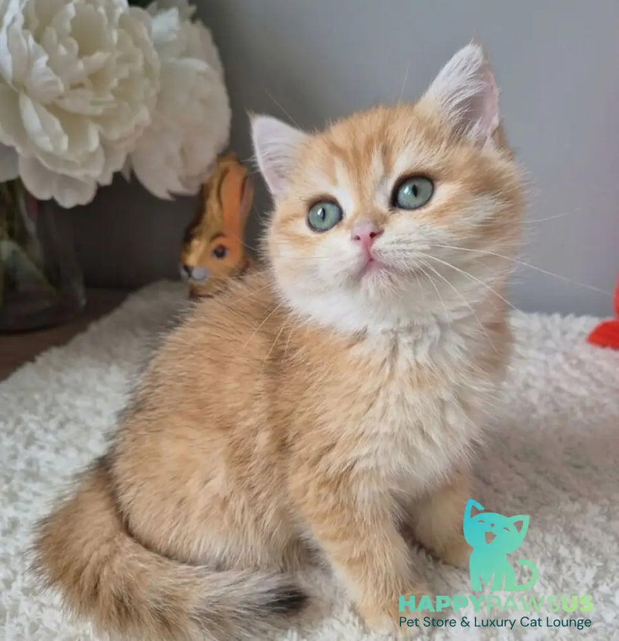 Midas British Shorthair male black golden chinchilla - live animals