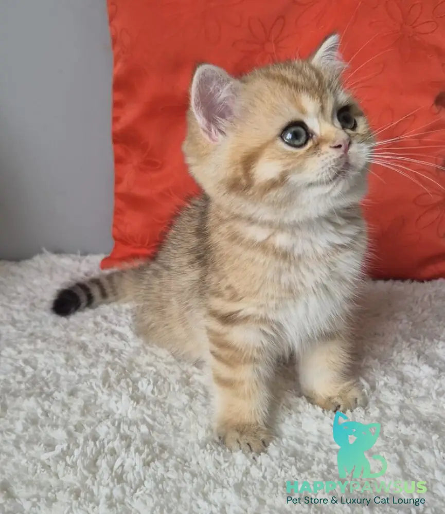 Midas British Shorthair male black golden chinchilla - live animals