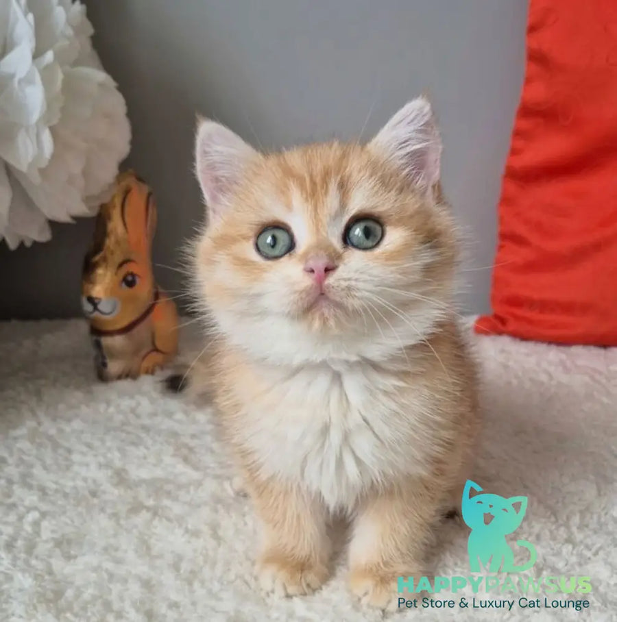 Midas British Shorthair male black golden chinchilla - live animals