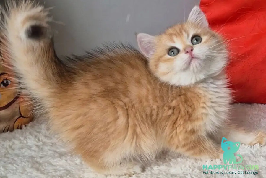 Midas British Shorthair male black golden chinchilla - live animals