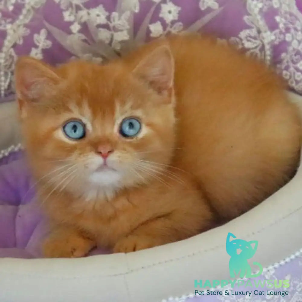 Migel British Shorthair male red - live animals