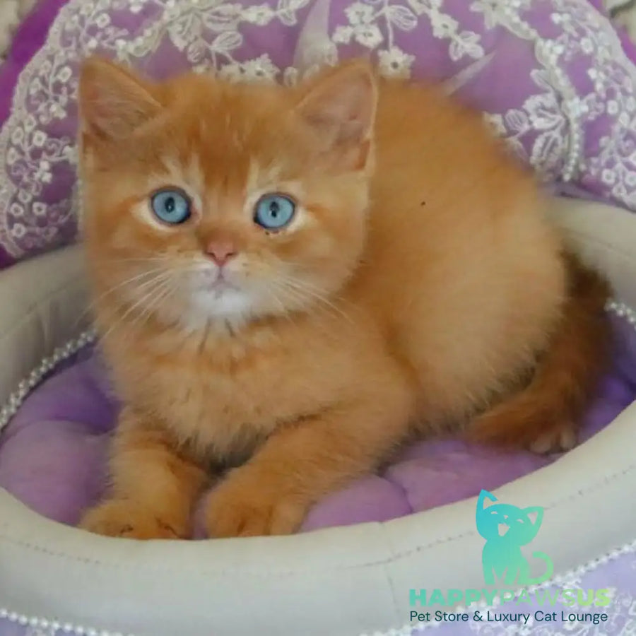 Migel British Shorthair male red - live animals