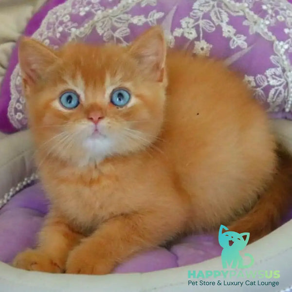 Migel British Shorthair male red - live animals
