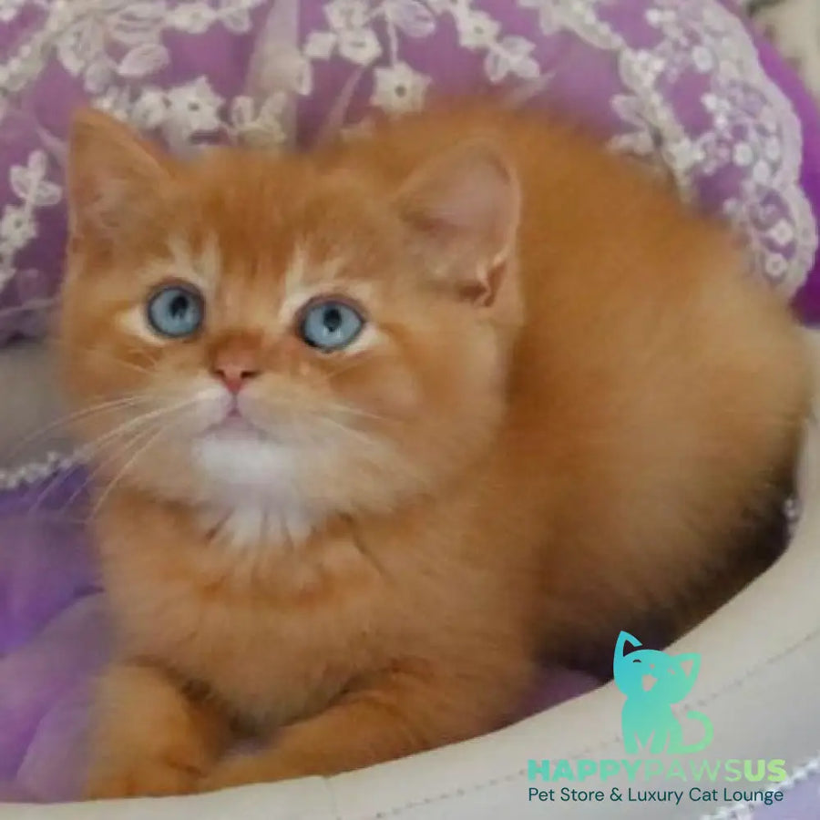 Migel British Shorthair male red - live animals
