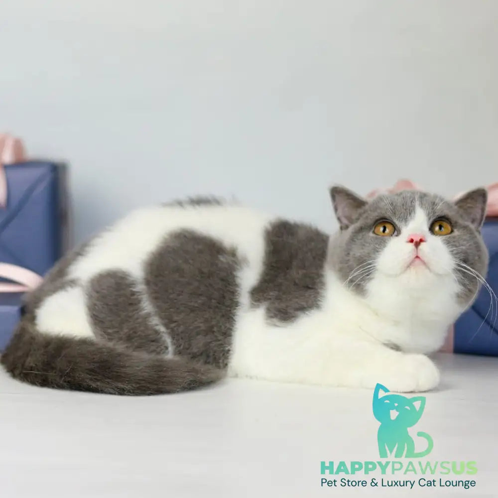Mihael British Shorthair male blue bicolour - live animals