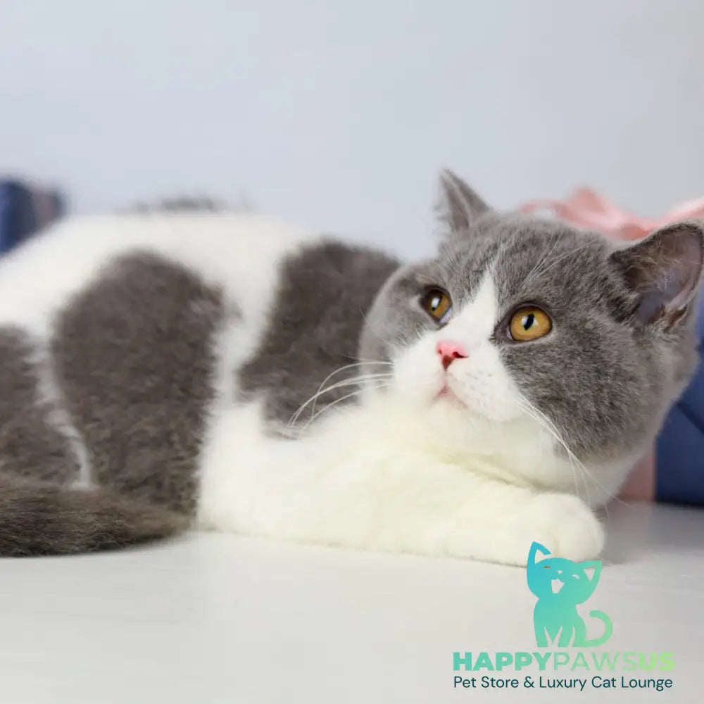 Mihael British Shorthair male blue bicolour - live animals