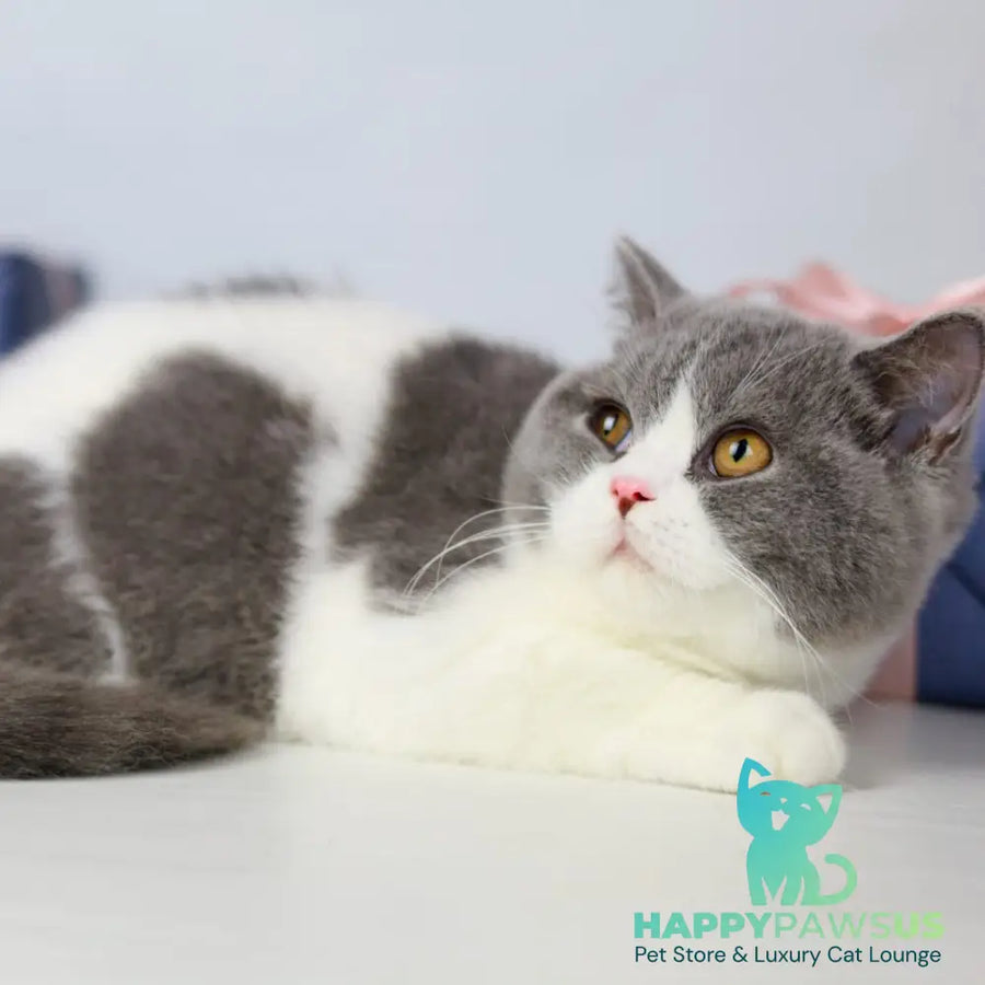 Mihael British Shorthair male blue bicolour - live animals