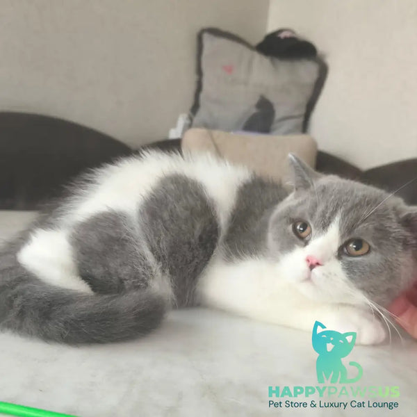 Mihael British Shorthair male blue bicolour - live animals