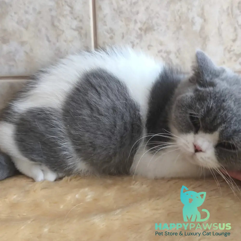 Mihael British Shorthair male blue bicolour - live animals