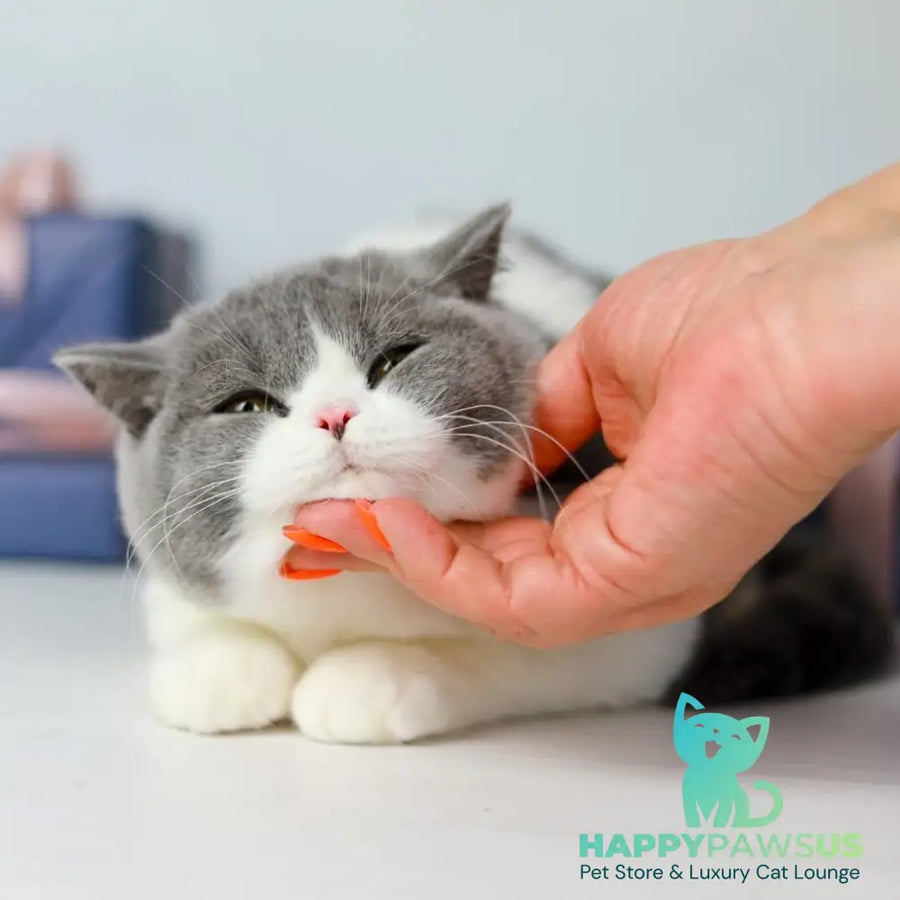 Mihael British Shorthair male blue bicolour - live animals