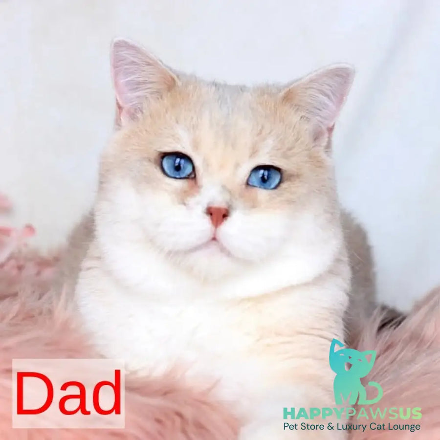 Mihael British Shorthair male blue bicolour - live animals