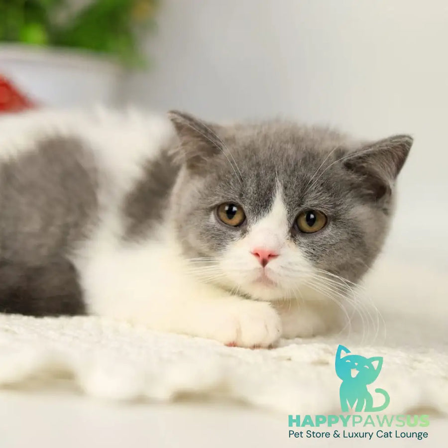 Mihael British Shorthair male blue bicolour - live animals