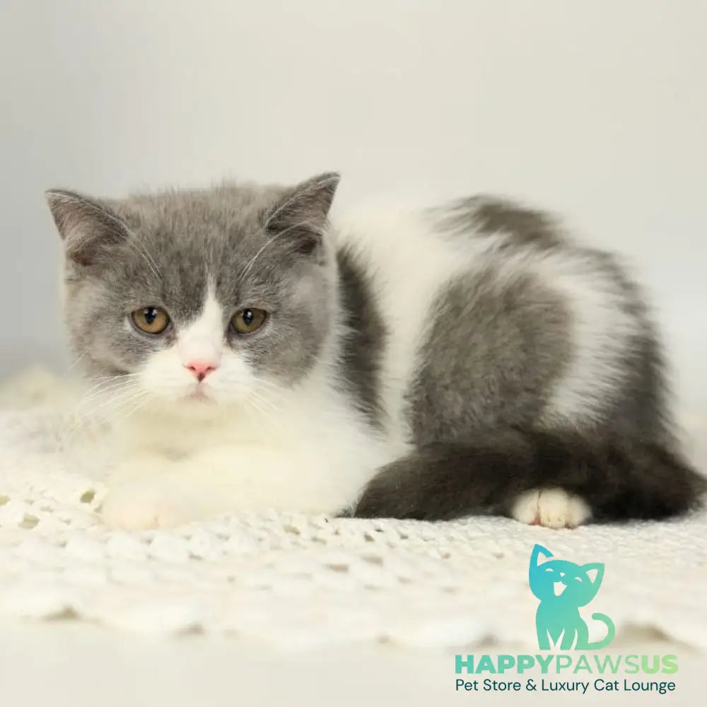 Mihael British Shorthair male blue bicolour - live animals