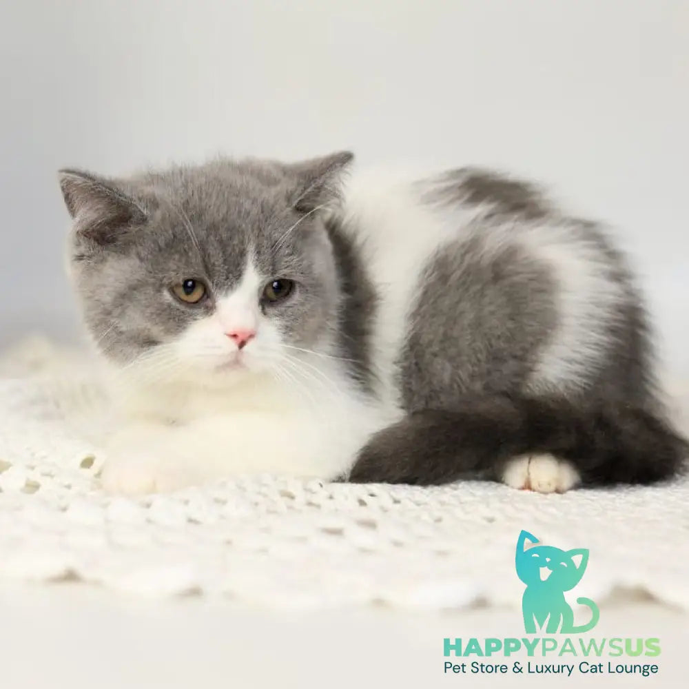 Mihael British Shorthair male blue bicolour - live animals