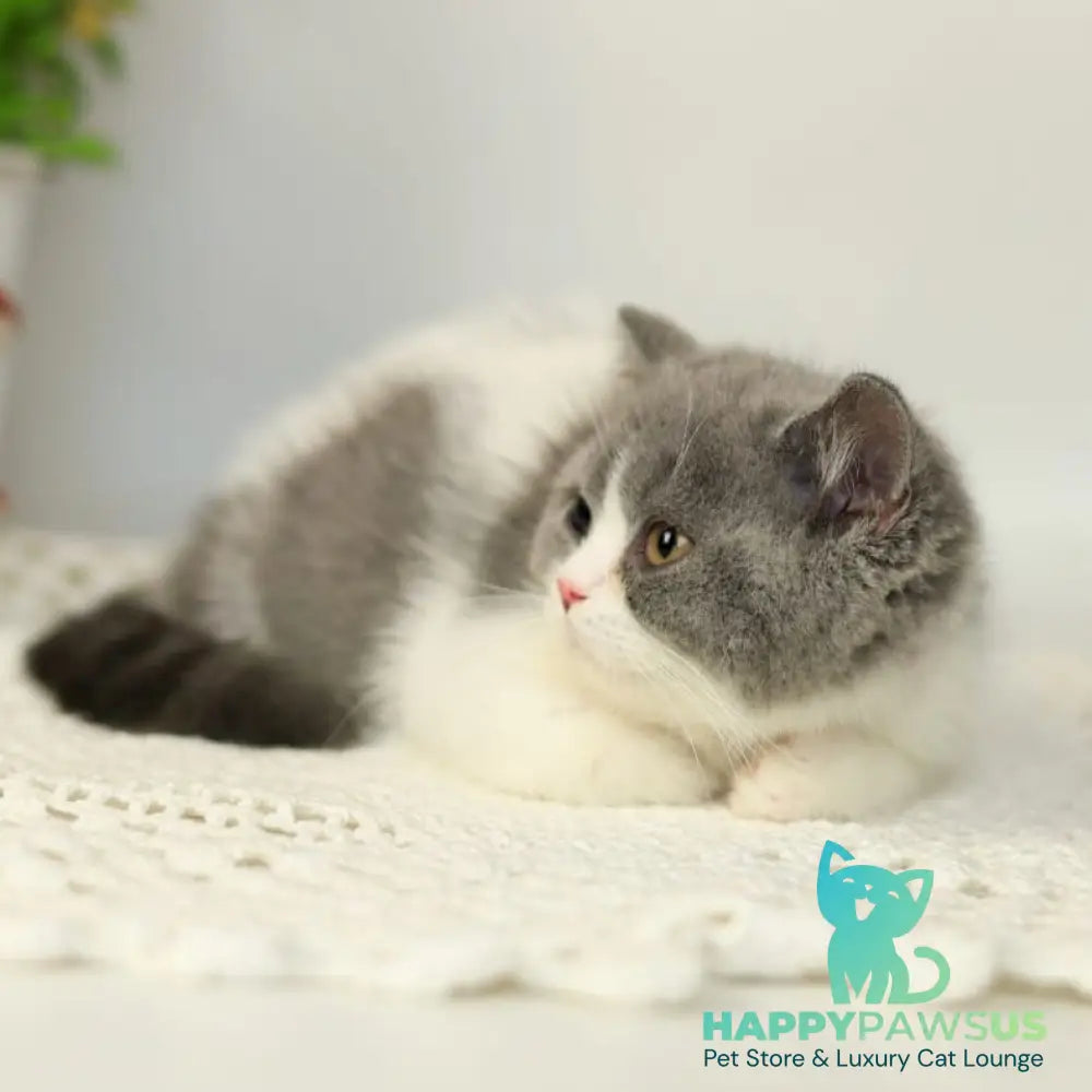 Mihael British Shorthair male blue bicolour - live animals