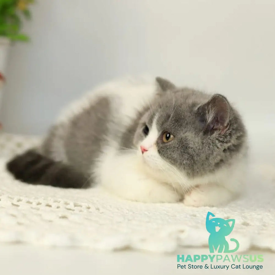Mihael British Shorthair male blue bicolour - live animals