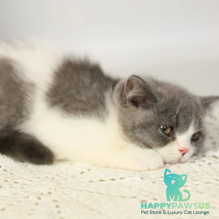 Mihael British Shorthair male blue bicolour - live animals