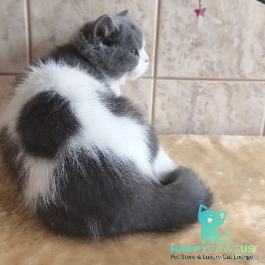 Mihael British Shorthair male blue bicolour - live animals