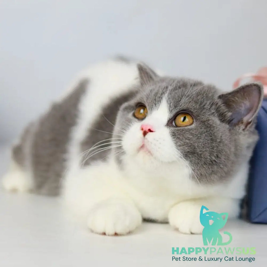 Mihael British Shorthair male blue bicolour - live animals