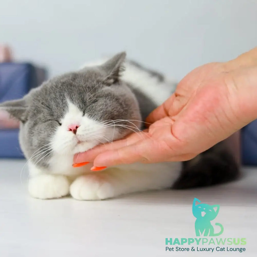 Mihael British Shorthair male blue bicolour - live animals