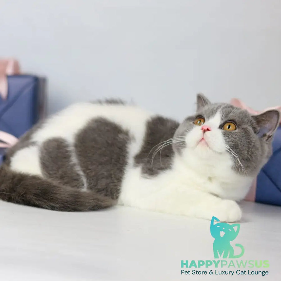 Mihael British Shorthair male blue bicolour - live animals