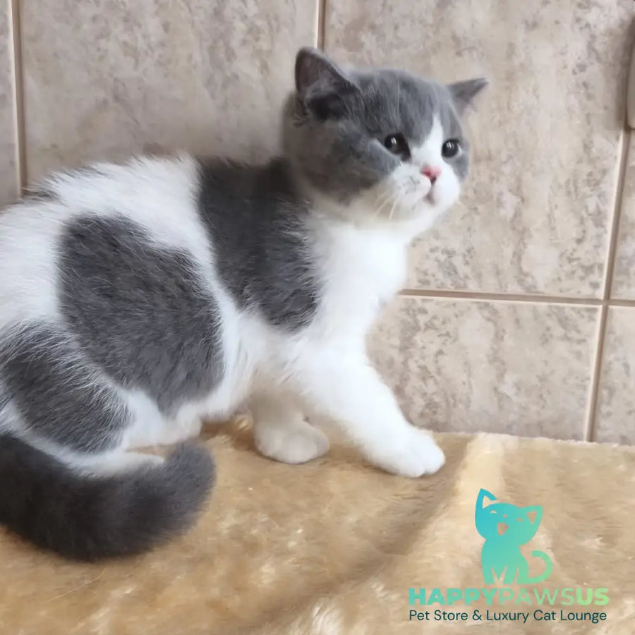 Mihael British Shorthair male blue bicolour - live animals