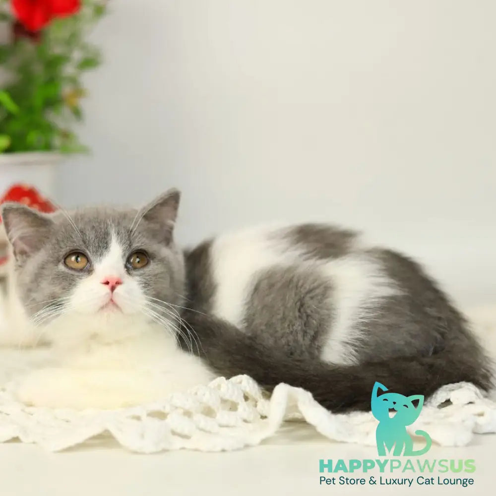 Mihael British Shorthair male blue bicolour - live animals