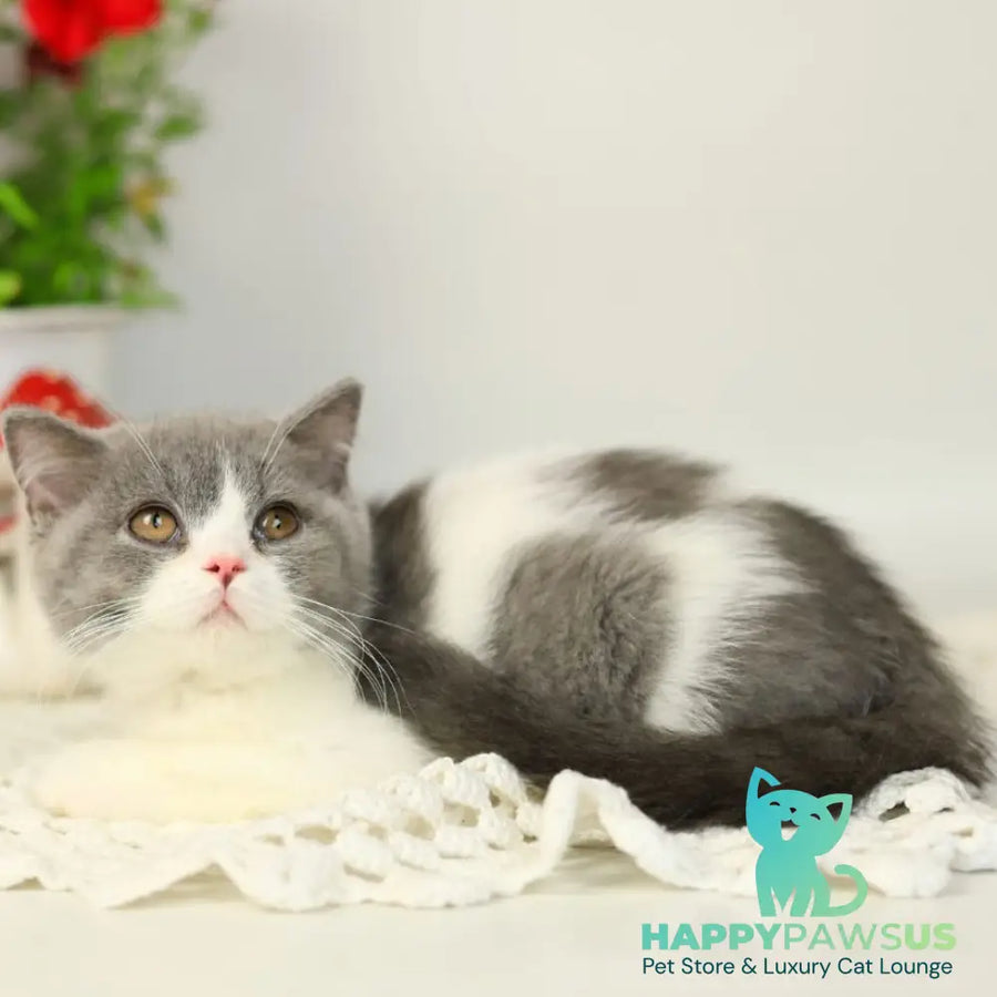 Mihael British Shorthair male blue bicolour - live animals
