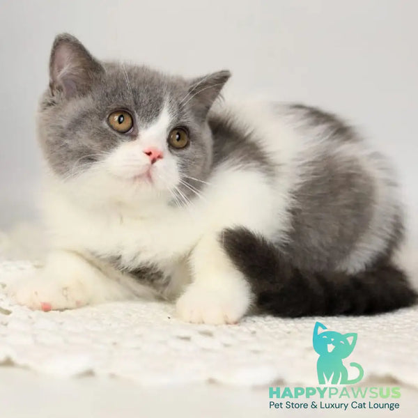 Mihael British Shorthair male blue bicolour - live animals