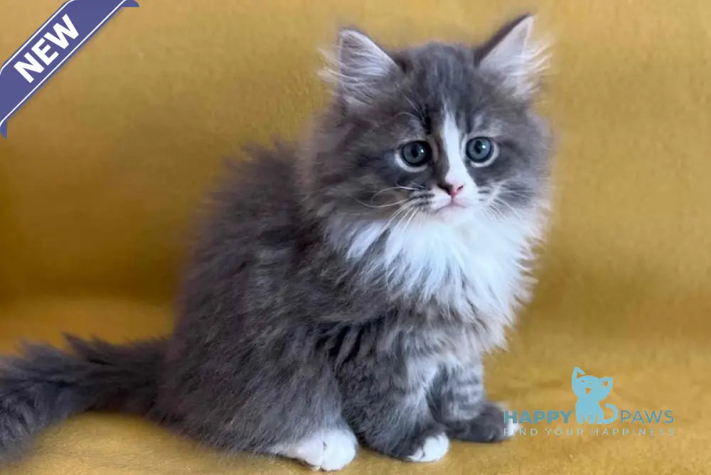 Mihas Siberian female blue tabby with white live animals