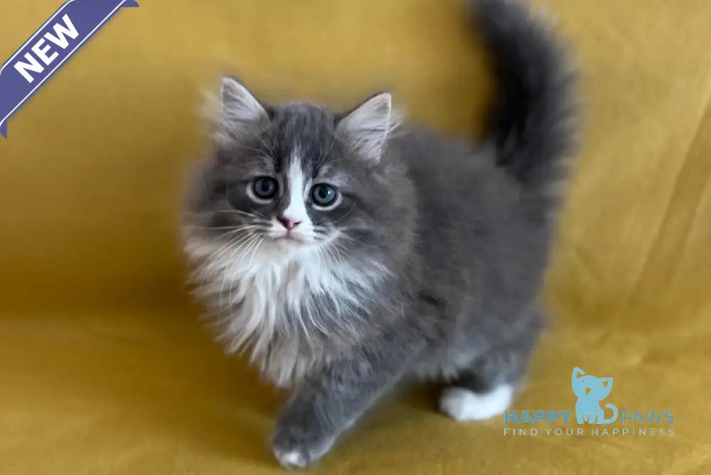Mihas Siberian female blue tabby with white live animals