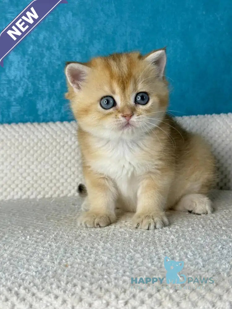 Mika British Shorthair female black golden shaded live animals