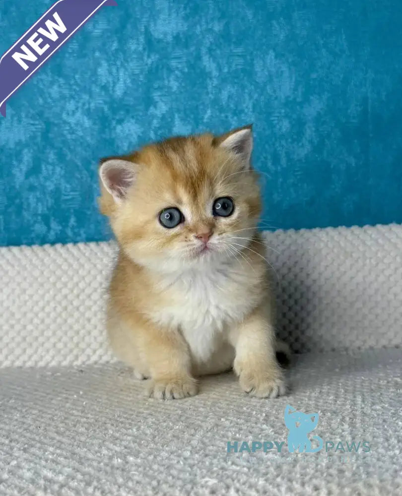 Mika British Shorthair female black golden shaded live animals