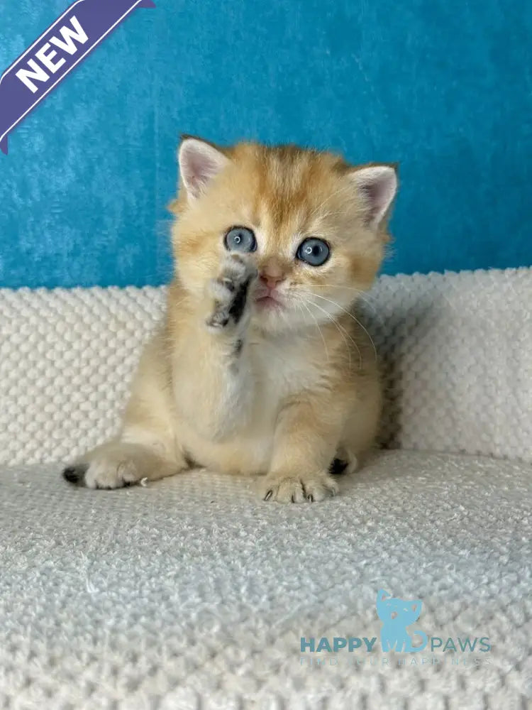 Mika British Shorthair female black golden shaded live animals